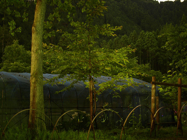 20080615-5.jpg