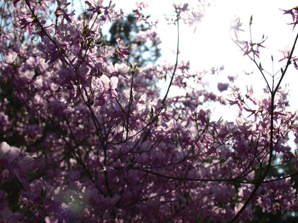 20090413-3.jpg