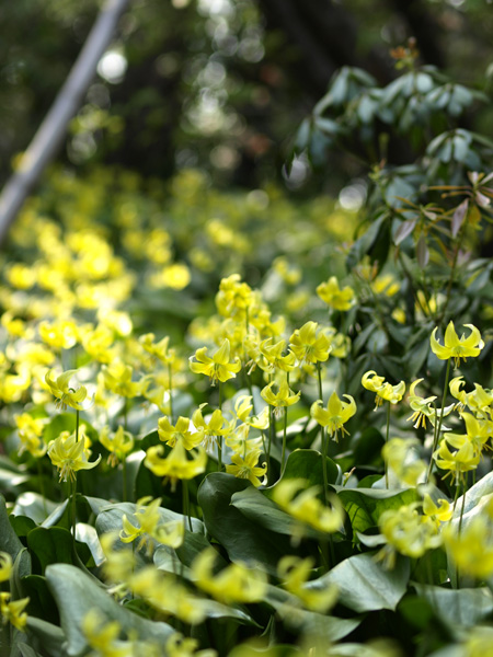 20090413-6.jpg