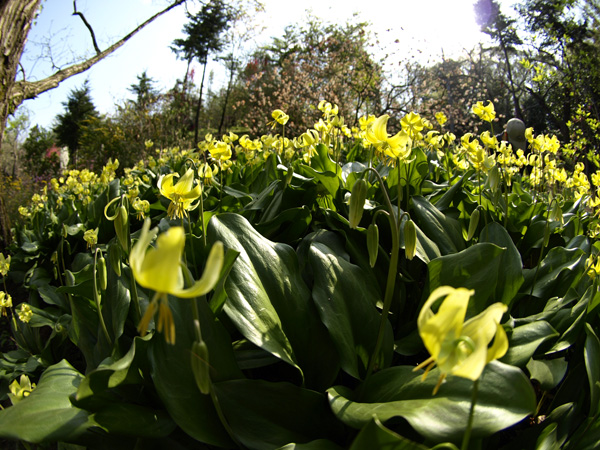 20090413-7.jpg