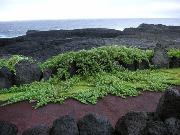 PICT4305.jpg