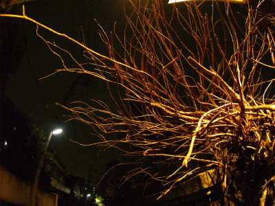 20060217.jpg