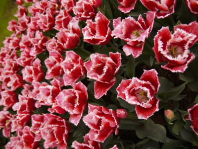 20060429-2.jpg