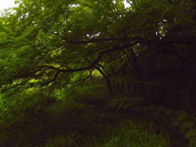 20060619-1.jpg